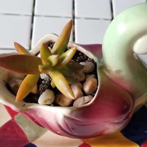 Beautiful Duck / Swan Planter With Succulent - Picture 5 of 10